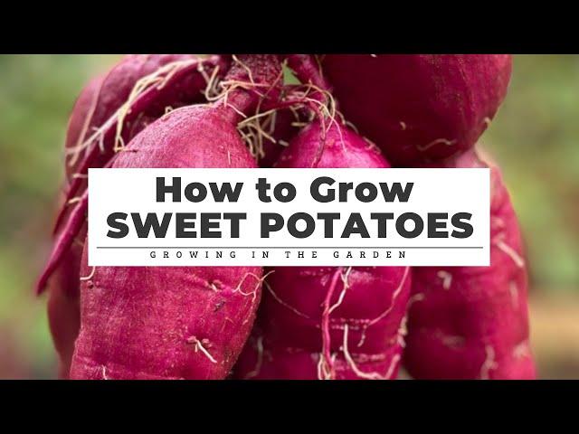 How to GROW, HARVEST, CURE & STORE Sweet Potatoes