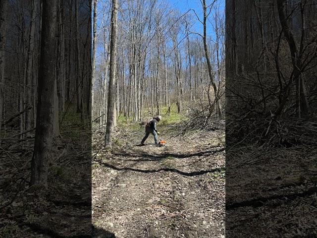 I DELARE THIS PATH CLEARED! #woodworking #music #sunny #beautiful #cleared #chainsaw