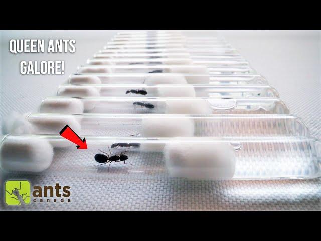 I CAUGHT A TONNE OF QUEEN ANTS (Raising Pet Ant Colonies) | Day 1