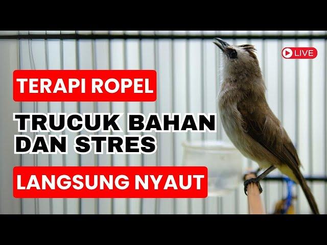 Pancingan Trucukan Gacor ROPEL PANJANG Ampuh Untuk isian Trucuk Supaya Cepat NYAUT - LV3