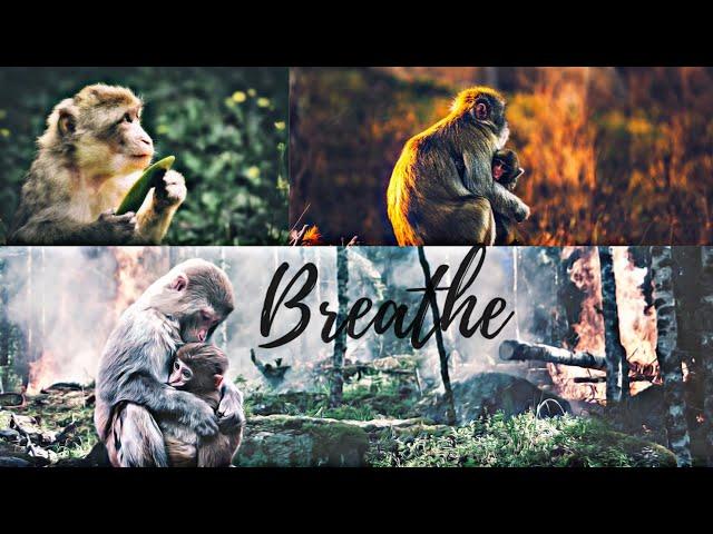 #2 BREATH; Wildlife matters l Monkey matters l Cinematic