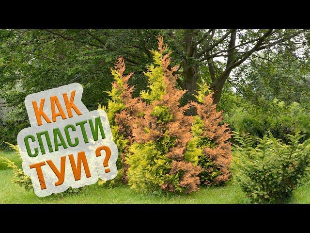 Почему желтеет туя и как ее спасти? Что делать если туя пожелтела