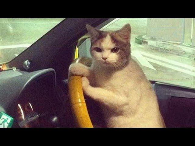 Funny Cats, Dogs Videos 2024  Best Funniest Animal Videos Of The week