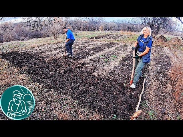 Digging soil without a walk-behind tractor  Treatment of clay soil