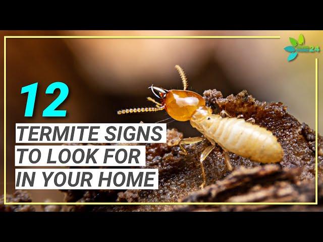 12 Signs You May Have Termites | Termite Signs to Look for in Your Home