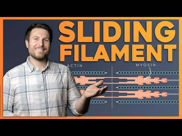 How do Muscles Contract? Sliding Filament Theory | Corporis