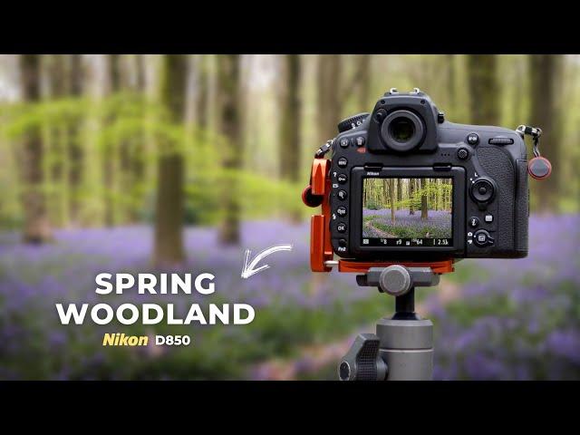 A Sea of Bluebells! Spring Woodland Photography Vlog