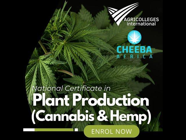 The Cannabis Industry Needs You - National Certificate at AGRICOLLEGES international