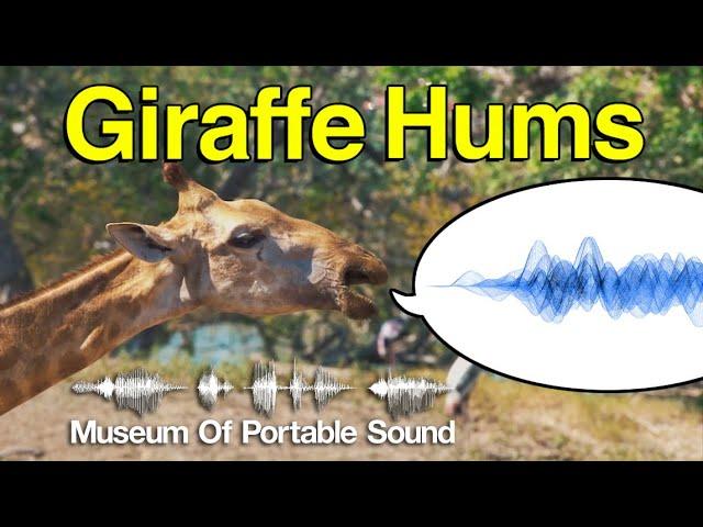 Giraffe Hums