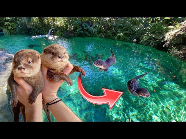 BABY OTTERS GO SWIMMING IN GIANT FRESHWATER LAGOON ! WHAT HAPPENS ?!