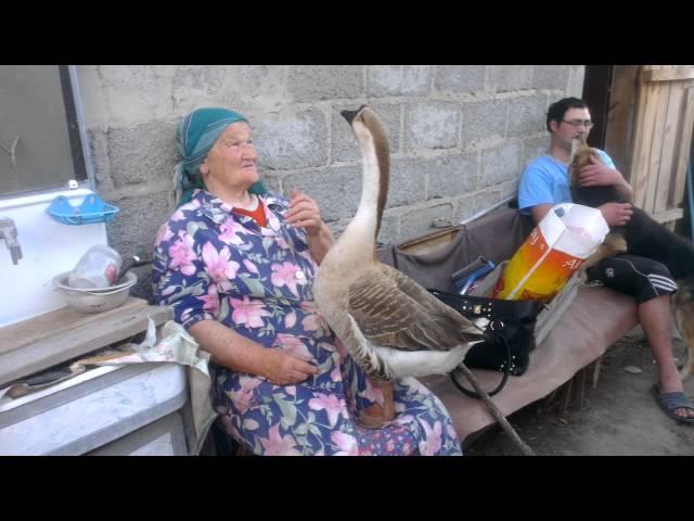 бабушка и ручной гусь (grandma and domestic goose)