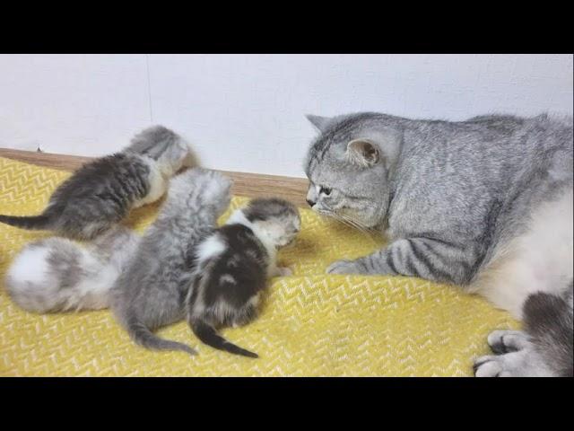 Super caring dad cat kisses mom cat and his meowing kittens