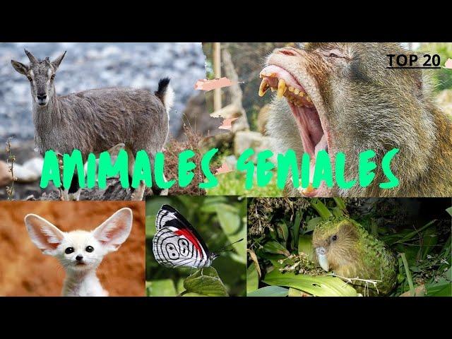 Los animales más geniales del mundo  #top20