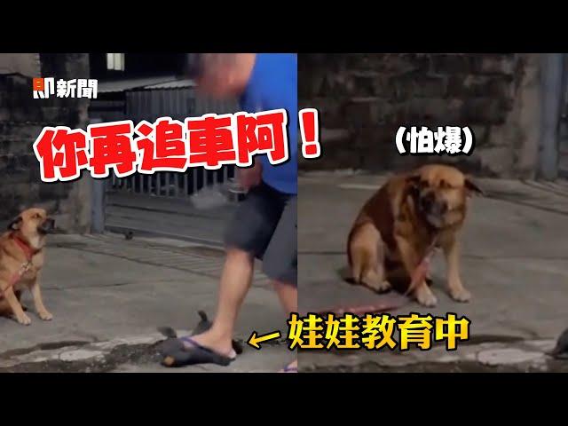 亂追機車！爸「揍狗娃娃」米克斯垂耳怕爆｜寵物動物｜狗狗｜搞笑｜精選影片