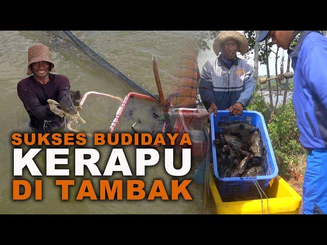 Sukses Budidaya Kerapu di Tambak kampung kerapu lamongan