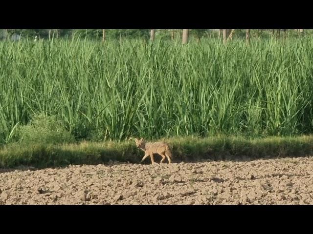 Golden jackal | jackal sound|