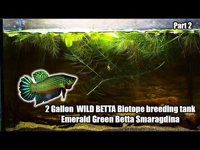 Amazing Wild bettas breeding and raising fry in captivity in a 2 Gallon biotope tank! - Part II