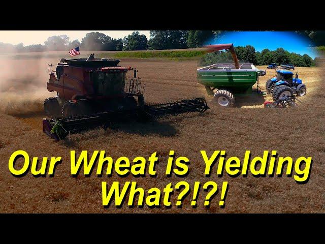 6/14/21:  Our Wheat is Yielding What?!?!  Wheat Harvest #1