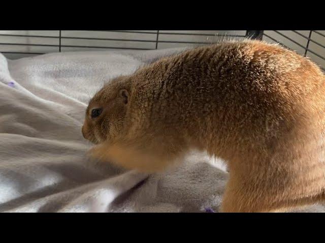 Poppy shows grandma how she rolls up her burrito bed 