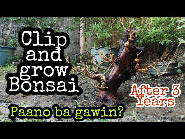 How to make clip and grow bonsai - bonsai trees for beginners
