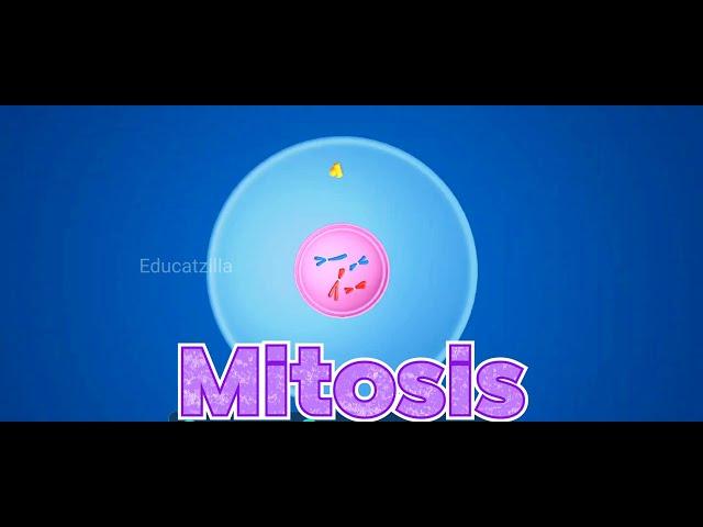 Mitosis 3D ANIMATION -Must watch for educational purposes!