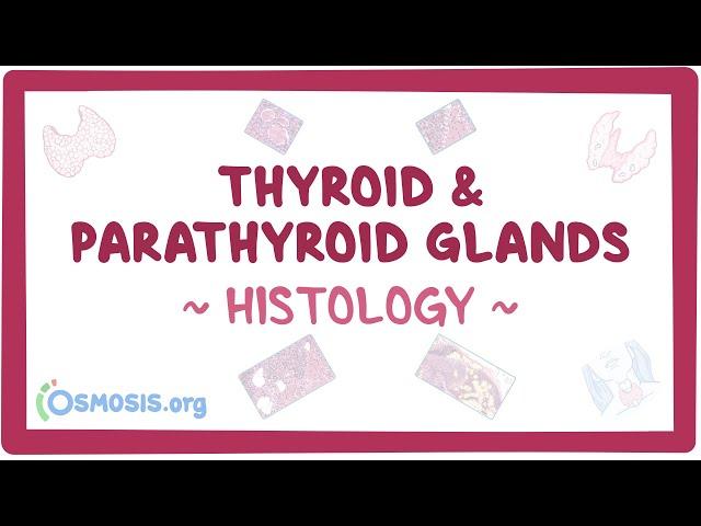 Thyroid and parathyroid glands: Histology