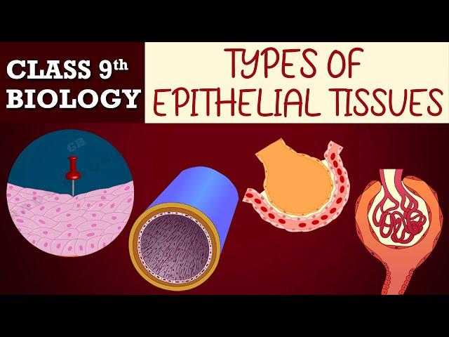 #Tissues part-6(Animated) | Types of EPITHELIAL TISSUES|CBSE CLASS 9|Biology Chapter-6|NCERT Science