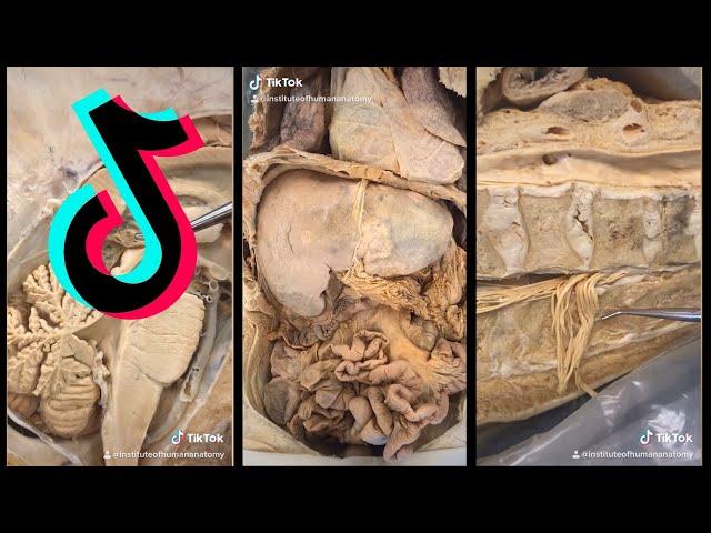 Institute of Human Anatomy TikTok Compilation for February 2020