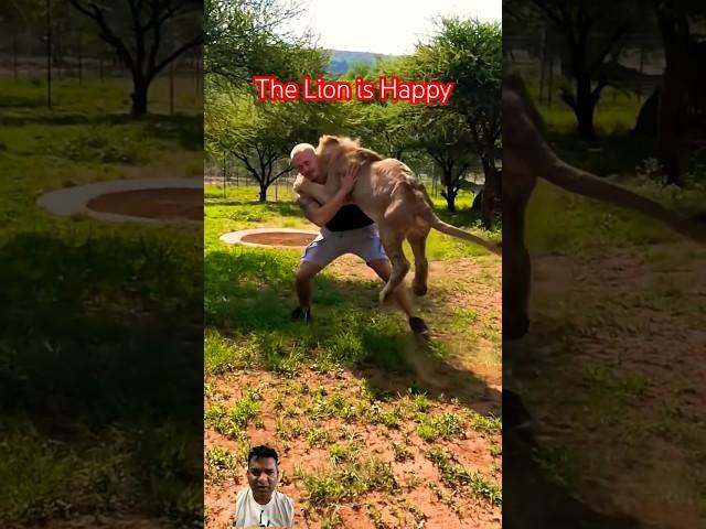 The Lion is Happy #shorts #youtubeshorts #animals #lion