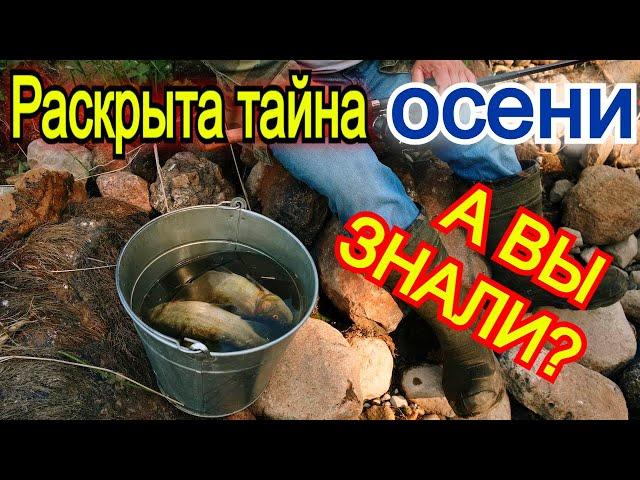 Раскрыта тайна осени! Как поймать много рыбы на осенней рыбалке