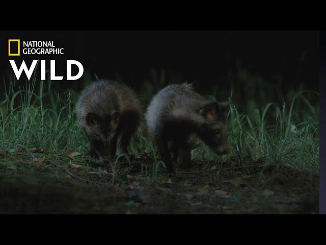 Meet the Raccoon Dogs of South Korea | Wild Korea