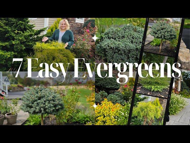 7 Evergreens for Every Garden!