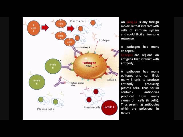 Monoclonal and Polyclonal antibodies | Immunology @biologyexams4u