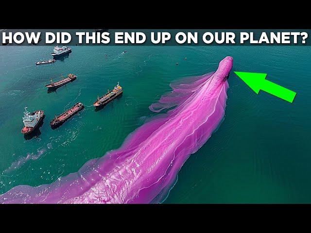 Discovery Of This MARINE ANOMALY Shocked the Whole World! Top 20