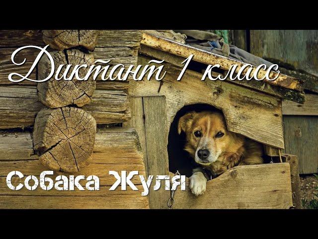 Диктант по русскому языку с проверкой! 1 класс.  Собака Жуля #диктант1класс #диктант