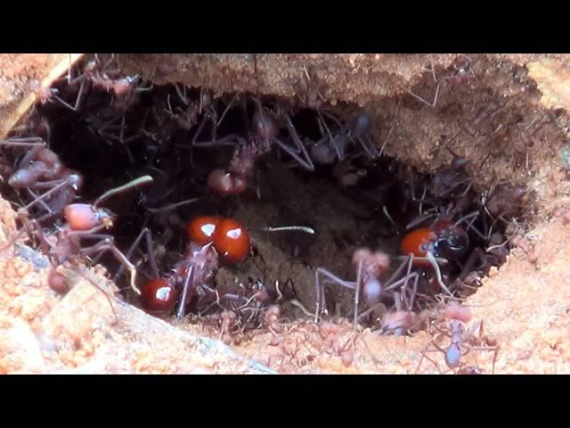 FORMIGA SAÚVA (ATTA spp), ATTA LEAF-CUTTING ANTS, A ROTINA NO FORMIGUEIRO PARA MANTER A PROLE.