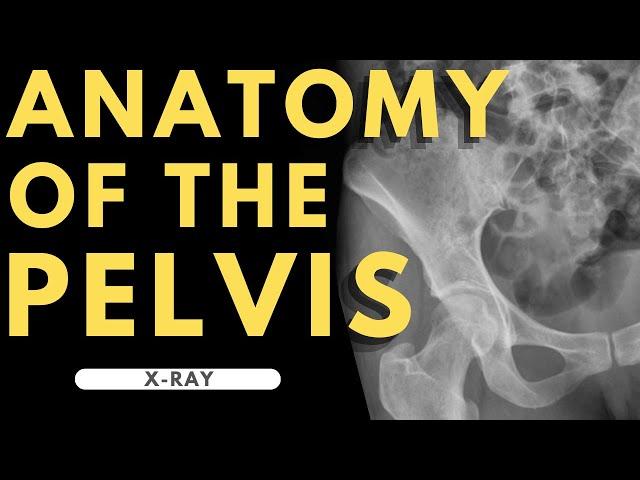 Pelvis Anatomy | Radiology anatomy part 1 prep | Pelvic X-ray interpretation