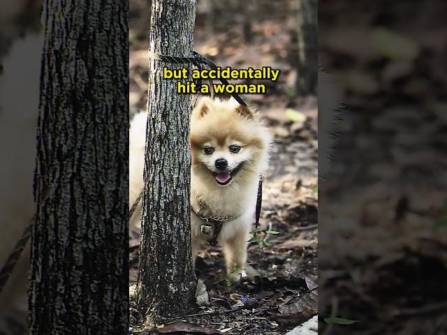 Deputy Attempts to Shoot Pomeranian, Accidentally Shoots a Woman #dogs