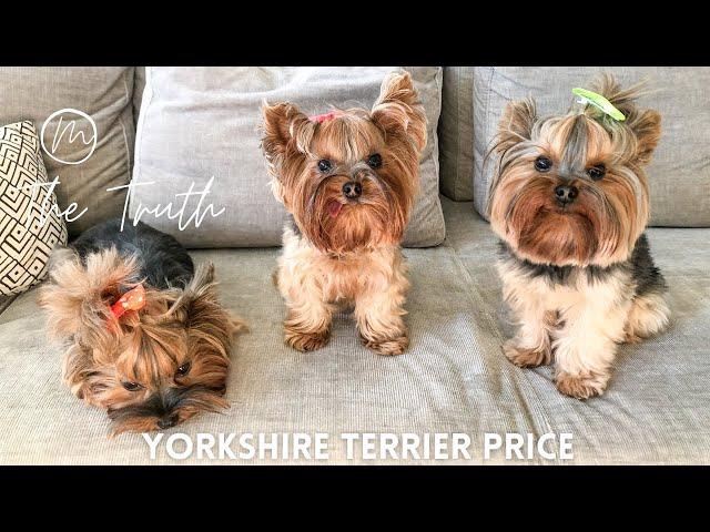 Yorkshire Terrier Price| Yorkshire Terrier for Sale