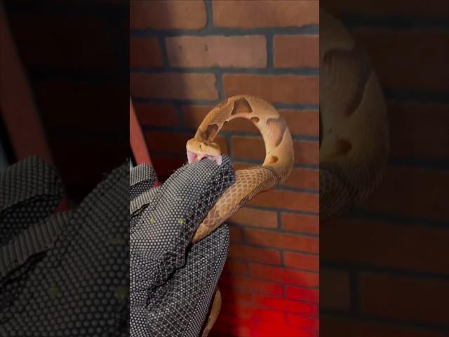 VENOMOUS Snake Vs Bite PROOF glove!