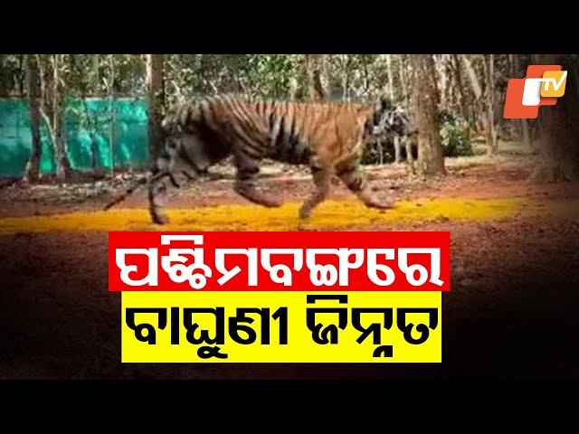 Tigress Zeenat Traced To West Bengal, Odisha PCCF Confirms