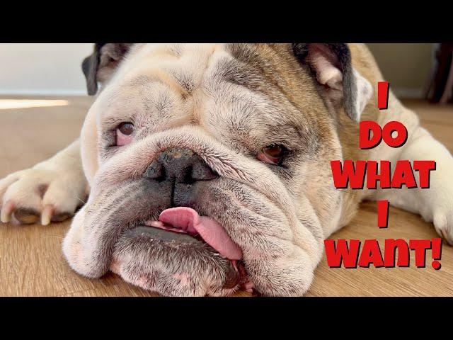 Reuben the Bulldog: Potty Mouth