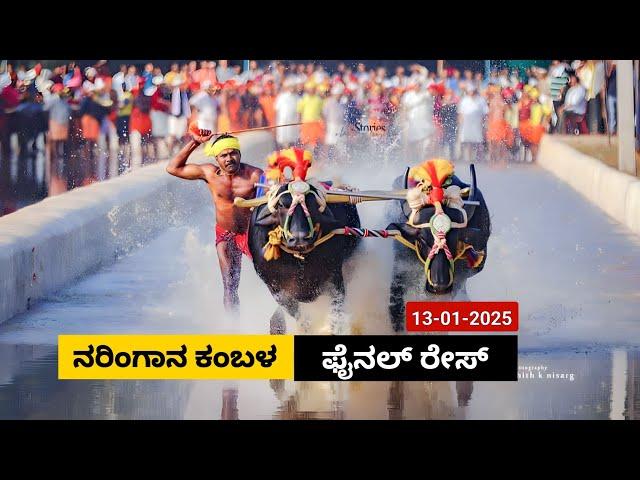 Naringana Kambala Final race 2025 | ನರಿಂಗಾನ ಕಂಬಳ ಫೈನಲ್ ರೇಸ್