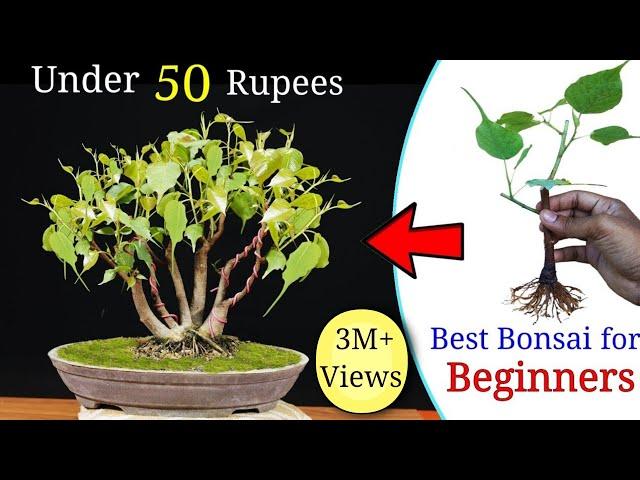 How to easily  make a Bonsai Tree under 50 rupess | Best Bonsai for beginners