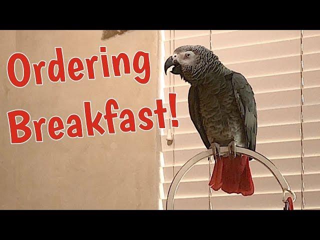 Einstein Parrot places breakfast order