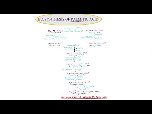 23. BIOSYNTHESIS OF PALMITIC ACID / SEM III / PAPER II