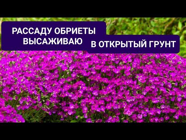 РАССАДУ ОБРИЕТЫ ВЫСАЖИВАЮ В ОТКРЫТЫЙ ГРУНТ. ВСЕ ТОНКОСТИ И НЮАНСЫ.