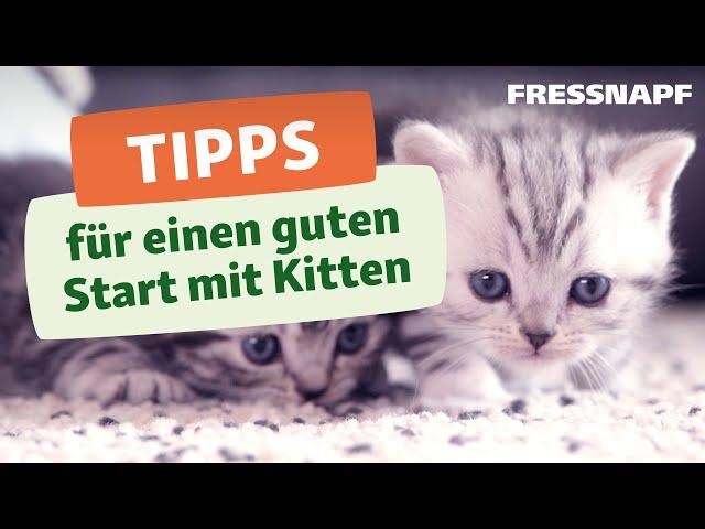 Das brauchst du für ein Kitten: Unsere Tipps für die Kitten-Erstausstattung