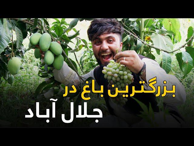 گزارش ویژه از بزگترین باغ میوه و سبزیجات در جلال آباد