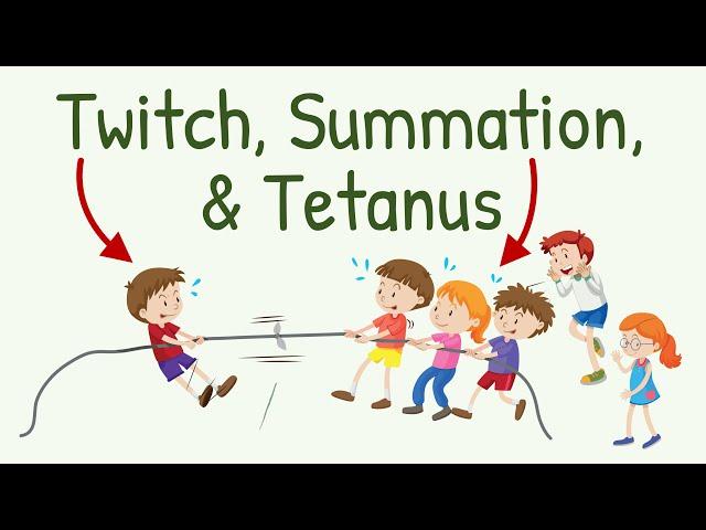 Twitch, Summation and Tetanus in Skeletal Muscle Contraction || Physiology with Animation